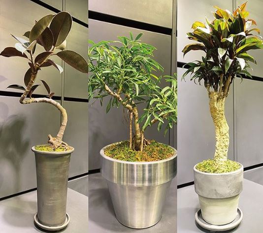 東京で珍しい観葉植物が買える店 Ren ヒルナンデスで紹介 年1月23日放送