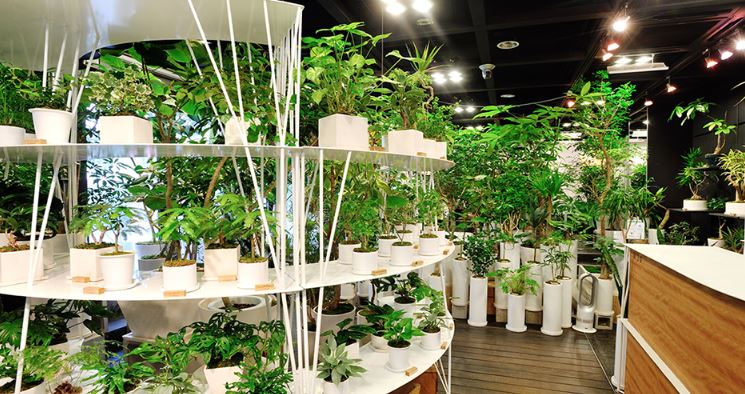 東京で珍しい観葉植物が買える店 Ren ヒルナンデスで紹介 年1月23日放送